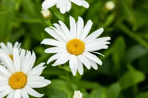 Leucanthemum (S) 'Silberprinzessche - P9 - image 3