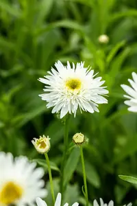 Leucanthemum (S) 'Wirral Supreme' - P9 - image 2