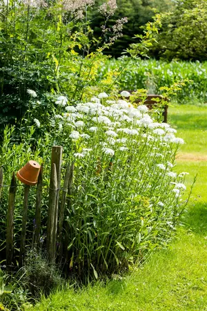 Leucanthemum (S) 'Wirral Supreme' - P9 - image 5