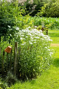 Leucanthemum (S) 'Wirral Supreme' - P9 - image 5