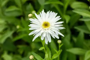 Leucanthemum (S) 'Wirral Supreme' - P9 - image 5