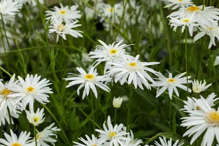 Leucanthemum (S) 'Wirral Supreme' - P9 - image 3
