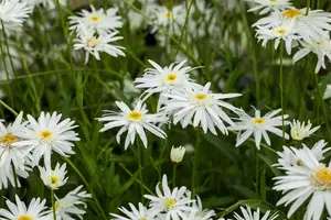 Leucanthemum (S) 'Wirral Supreme' - P9 - image 3