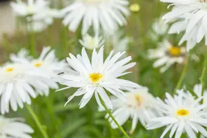 Leucanthemum (S) 'Wirral Supreme' - P9 - image 4
