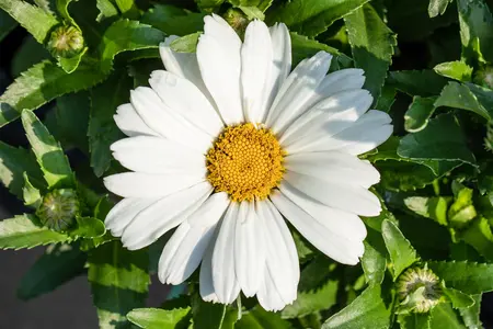 Leucanthemum Sweet Daisy? 'Christine' - P11
