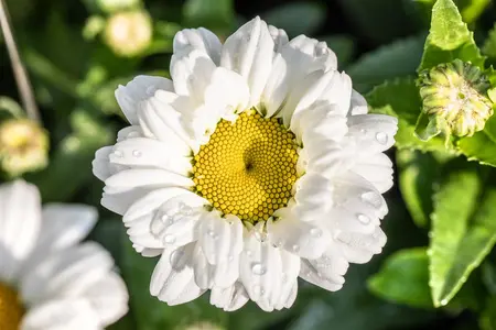 Leucanthemum Sweet Daisy" 'Jane' - 2 Ltr pot - image 2