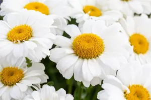 Leucanthemum Sweet Daisy" 'Jane' - 2 Ltr pot - image 5