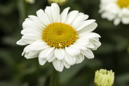 Leucanthemum Sweet Daisy" 'Jane' - P13 - image 1