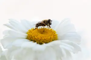 Leucanthemum Sweet Daisy" 'Jane' - P13 - image 3