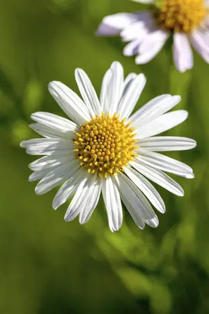 Leucanthemum vulgare - P9 - image 3