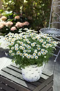 Leucanthemum vulgare - P11 - image 5