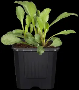 Leucanthemum vulgare - P13 - image 5