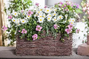 Leucanthemum vulgare - P9 - image 2