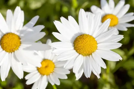 Leucanthemum vulgare - P9 - image 4