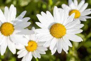 Leucanthemum vulgare - P9 - image 4