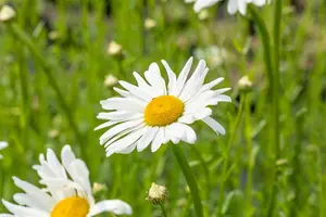 Leucanthemum vulgare 'Maik?nigin'