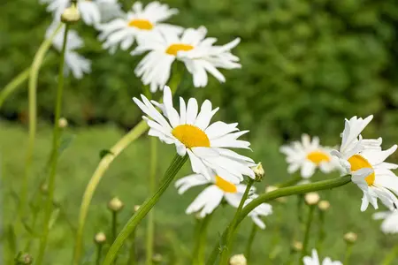 Leucanthemum vulgare 'Maik?nigin' - 2 Ltr pot - image 2