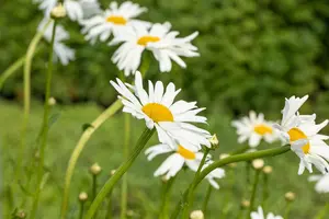 Leucanthemum vulgare 'Maik?nigin' - 2 Ltr pot - image 2