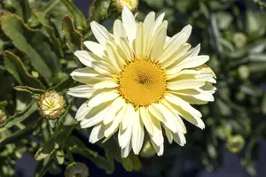Leucanthemum 'Western star Leo'