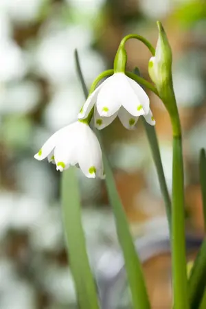 Leucojum aestivum - P11 - image 3