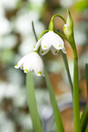 Leucojum aestivum - flower bulb 10/12 - image 2