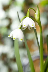 Leucojum aestivum - flower bulb 10/12 - image 2