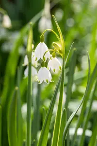 Leucojum aestivum - flower bulb 10/12 - image 5