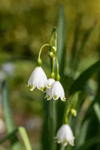 Leucojum aestivum - flower bulb 10/12 - image 4