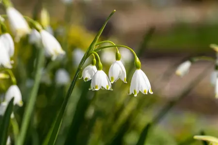 Leucojum aestivum - flower bulb 10/12 - image 3