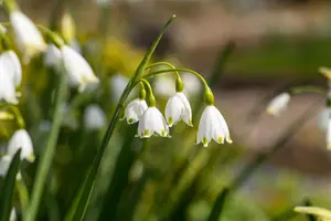 Leucojum aestivum - flower bulb 10/12 - image 3