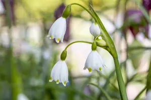 Leucojum aestivum 'Gravetye Giant'
