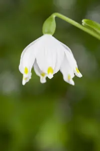 Leucojum vernum - flower bulb - image 2