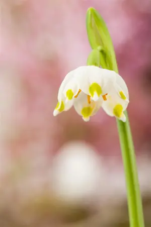 Leucojum vernum - flower bulb - image 5