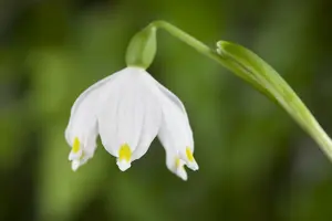 Leucojum vernum