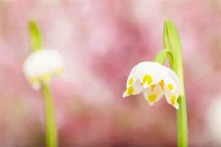 Leucojum vernum - flower bulb - image 3