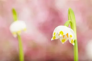 Leucojum vernum - flower bulb - image 3