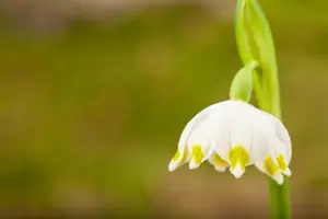 Leucojum vernum - flower bulb - image 4