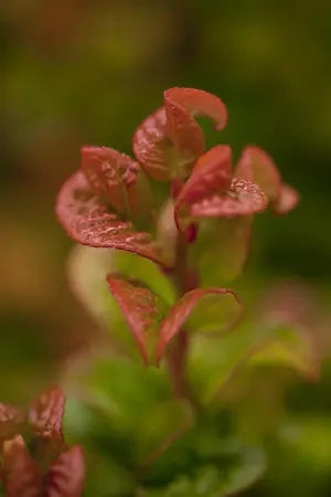 Leucothoe axil. 'Curly Red'? - 2 Ltr pot - image 5