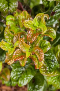Leucothoe axil. 'Curly Red'? - 2.5 Ltr pot - image 4