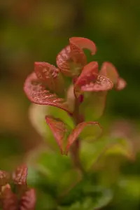 Leucothoe axil. 'Curly Red'? - 3 Ltr pot - image 2