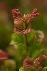 Leucothoe axil. 'Curly Red'? - 3 Ltr pot - image 3