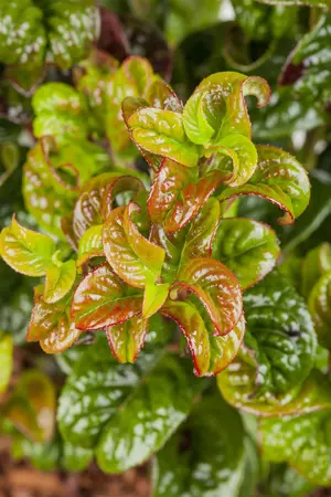 Leucothoe axil. 'Curly Red'? - 3 Ltr pot - image 4