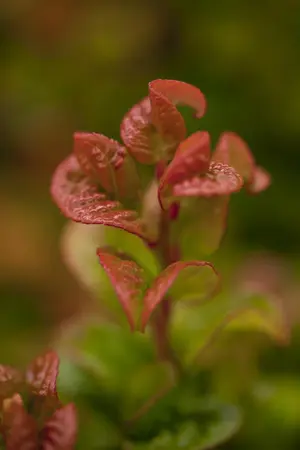 Leucothoe axil. 'Curly Red'? - 30-40 CM C5 - image 2