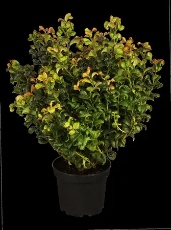 Leucothoe axil. 'Curly Red'? - P9 - image 2