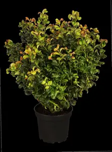 Leucothoe axil. 'Curly Red'? - P9 - image 2