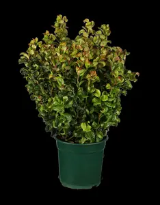 Leucothoe axil. 'Curly Red'?