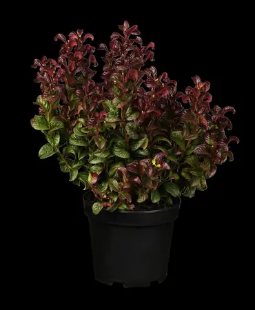 Leucothoe axil. 'Curly Red'? - 2 Ltr pot - image 3