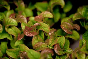 Leucothoe axil. 'Curly Red'? - P9 - image 4
