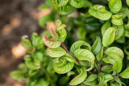 Leucothoe axil. 'Curly Red'? - 25-30 CM C3 - image 5