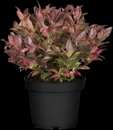 Leucothoe axil. 'Rejoyce' - 2 Ltr pot - image 3